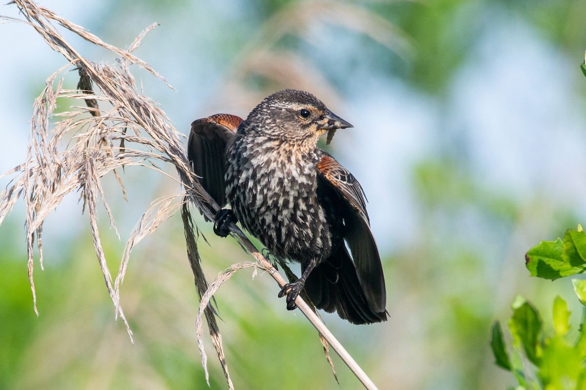 Red-winged Blackbird (Red-winged) - ML620049039