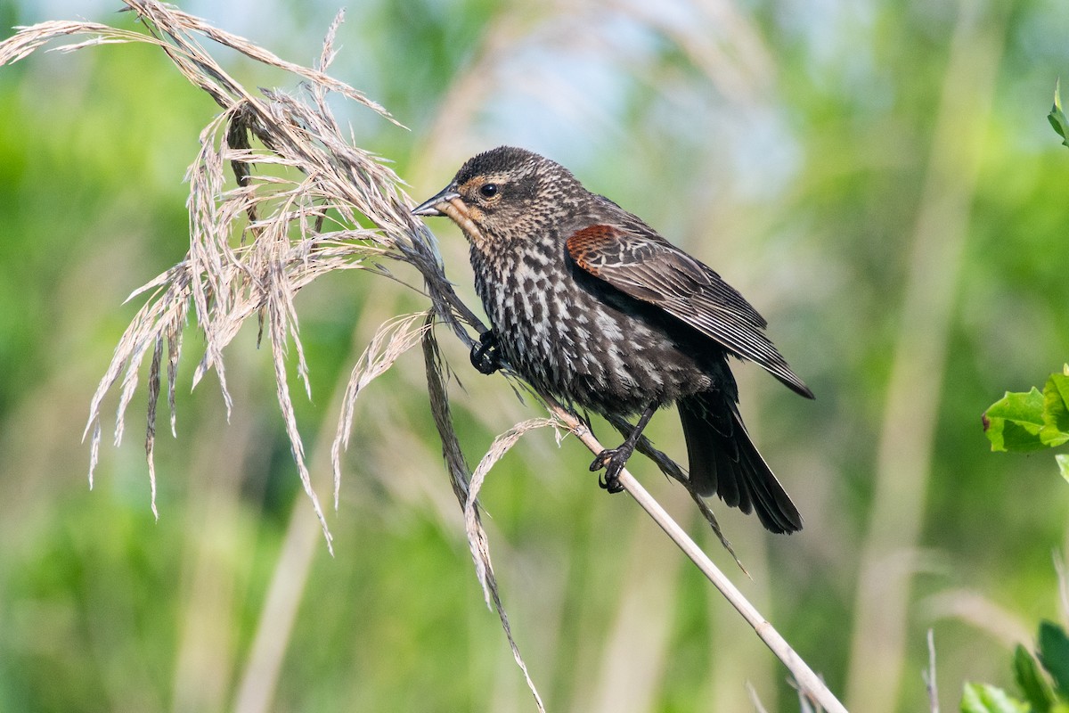 Red-winged Blackbird (Red-winged) - ML620049040