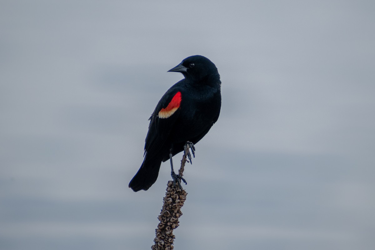 Red-winged Blackbird - ML620049043