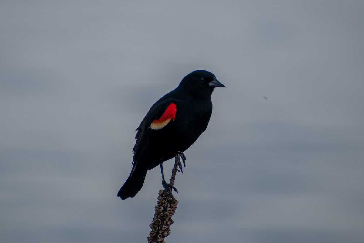 Red-winged Blackbird - ML620049044