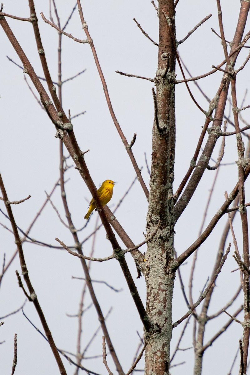 Yellow Warbler - ML620049048