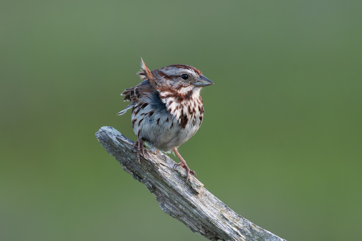 Song Sparrow (melodia/atlantica) - ML620049068