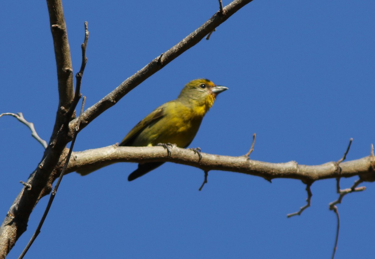 Hepatic Tanager - ML620049079