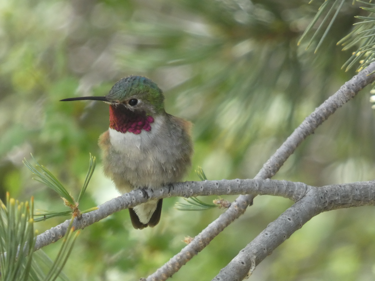 Broad-tailed Hummingbird - ML620049121
