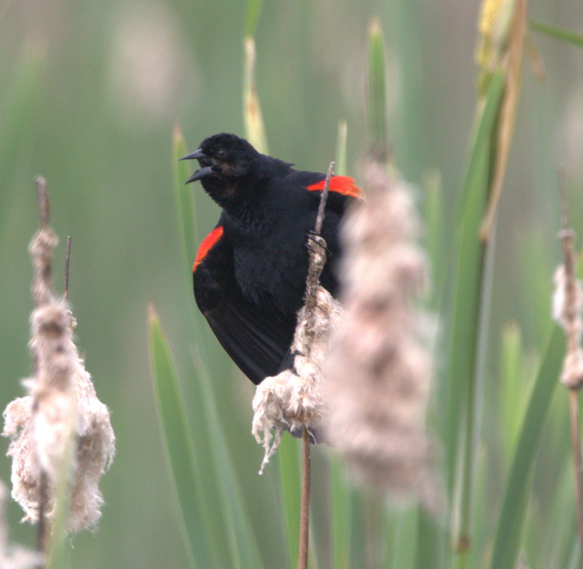 Red-winged Blackbird - ML620049128