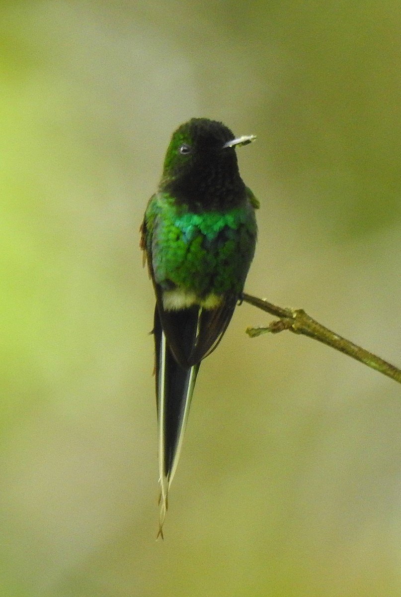 kolibřík trnoocasý - ML620049134