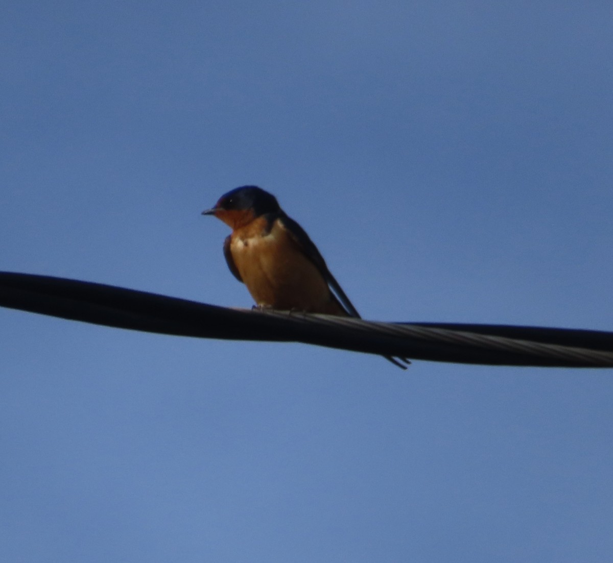 Barn Swallow - ML620049136