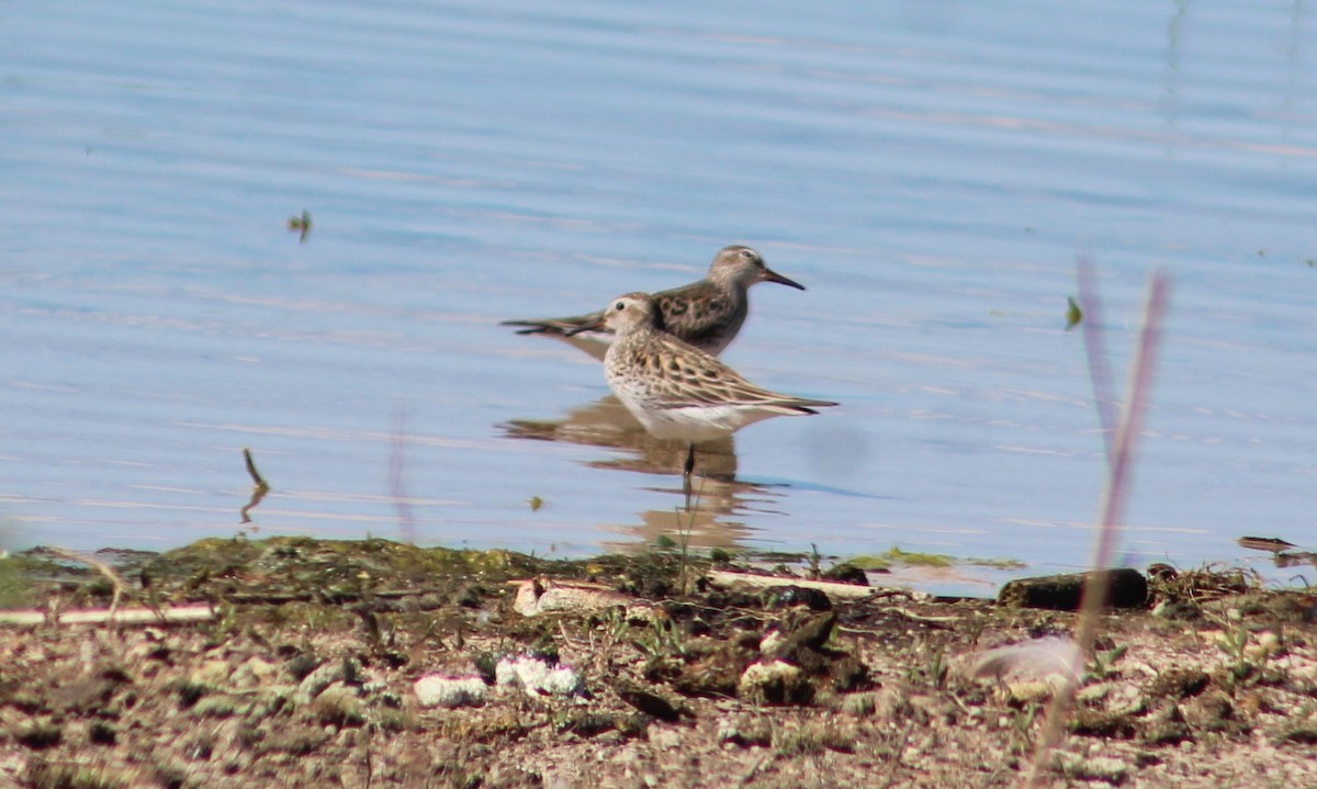 White-rumped Sandpiper - ML620049137