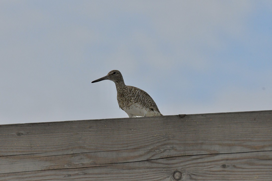 Willet - ML620049150