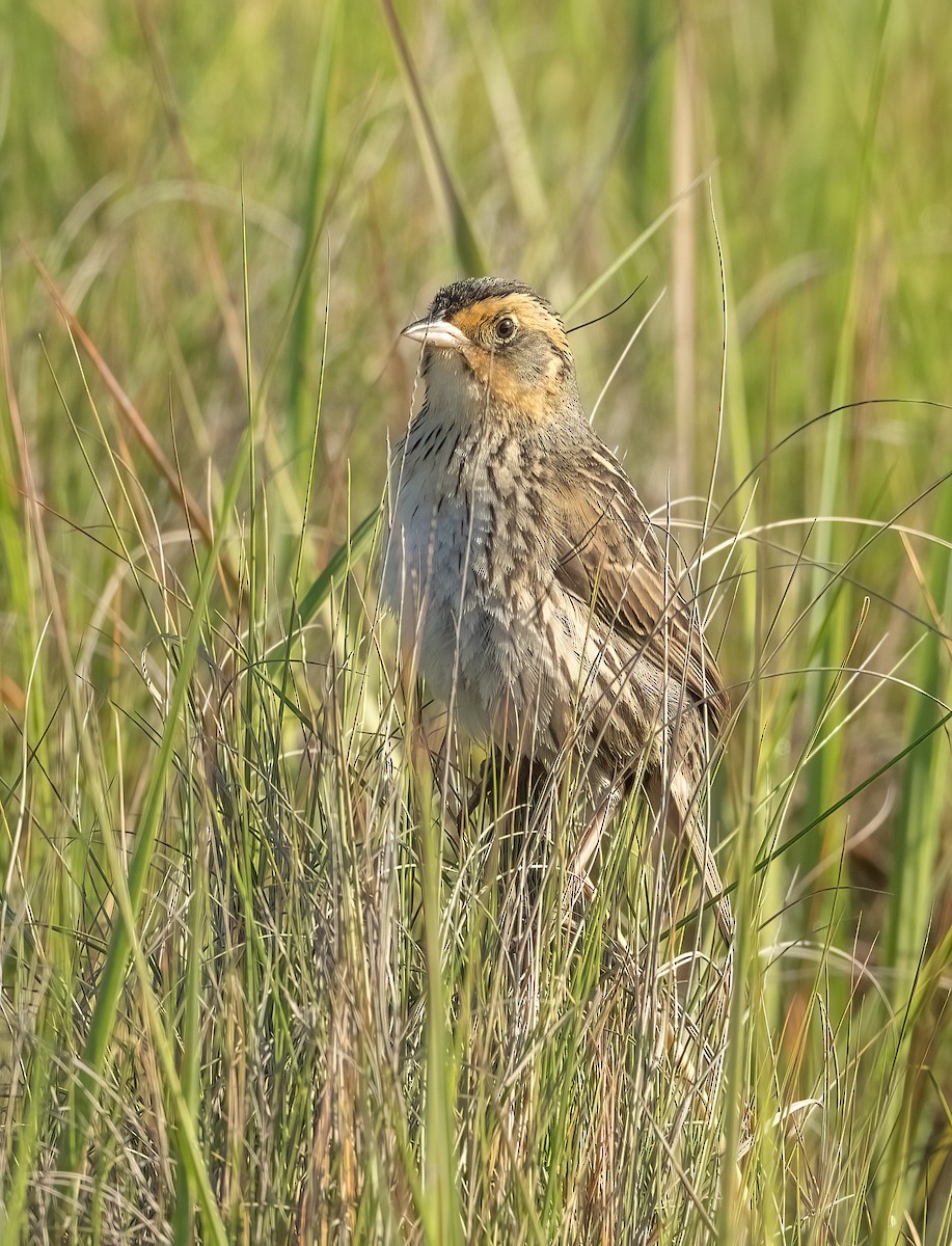 Saltmarsh Sparrow - ML620049159