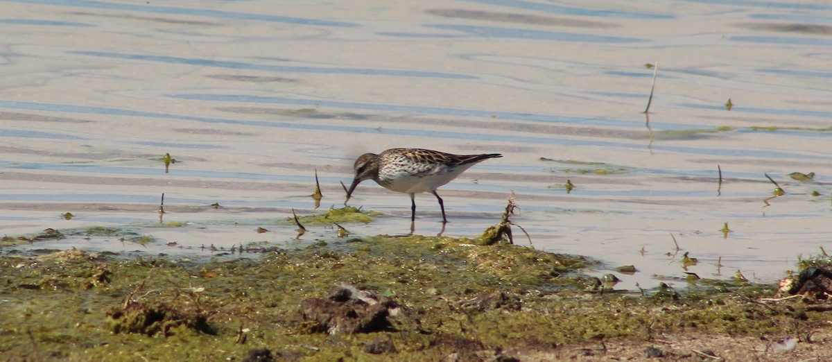 White-rumped Sandpiper - Archer Silverman