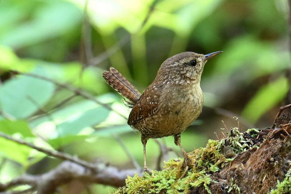 Winter Wren - ML620049161