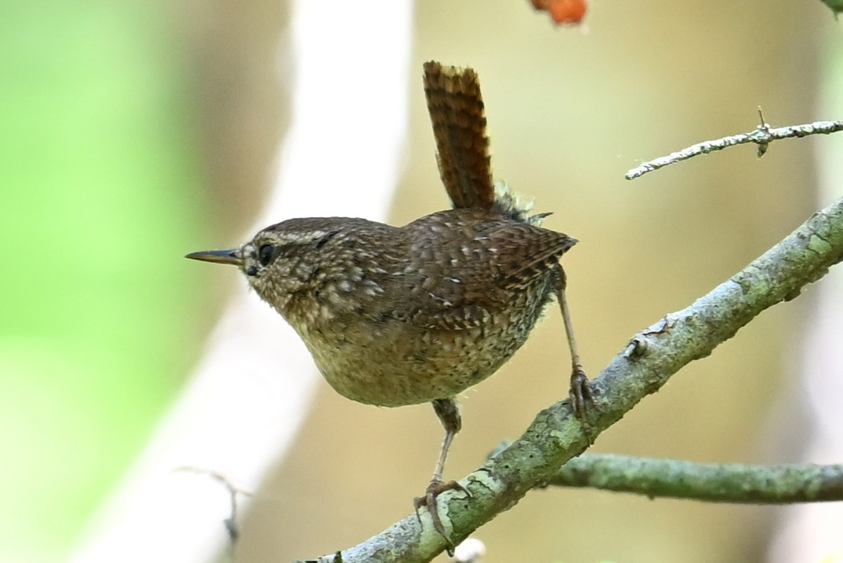 Troglodyte des forêts - ML620049166