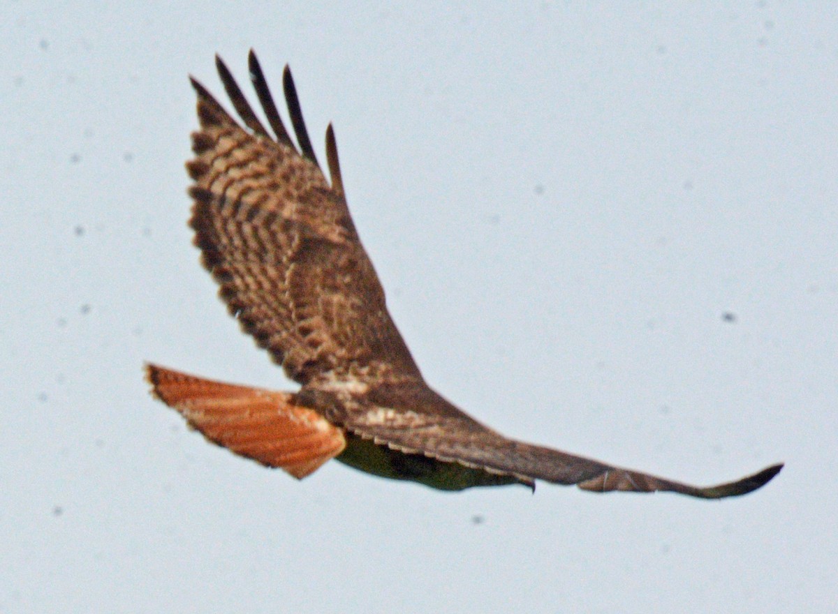 Red-tailed Hawk - ML620049167