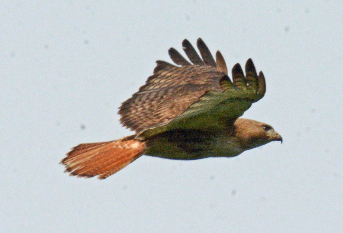 Red-tailed Hawk - ML620049168