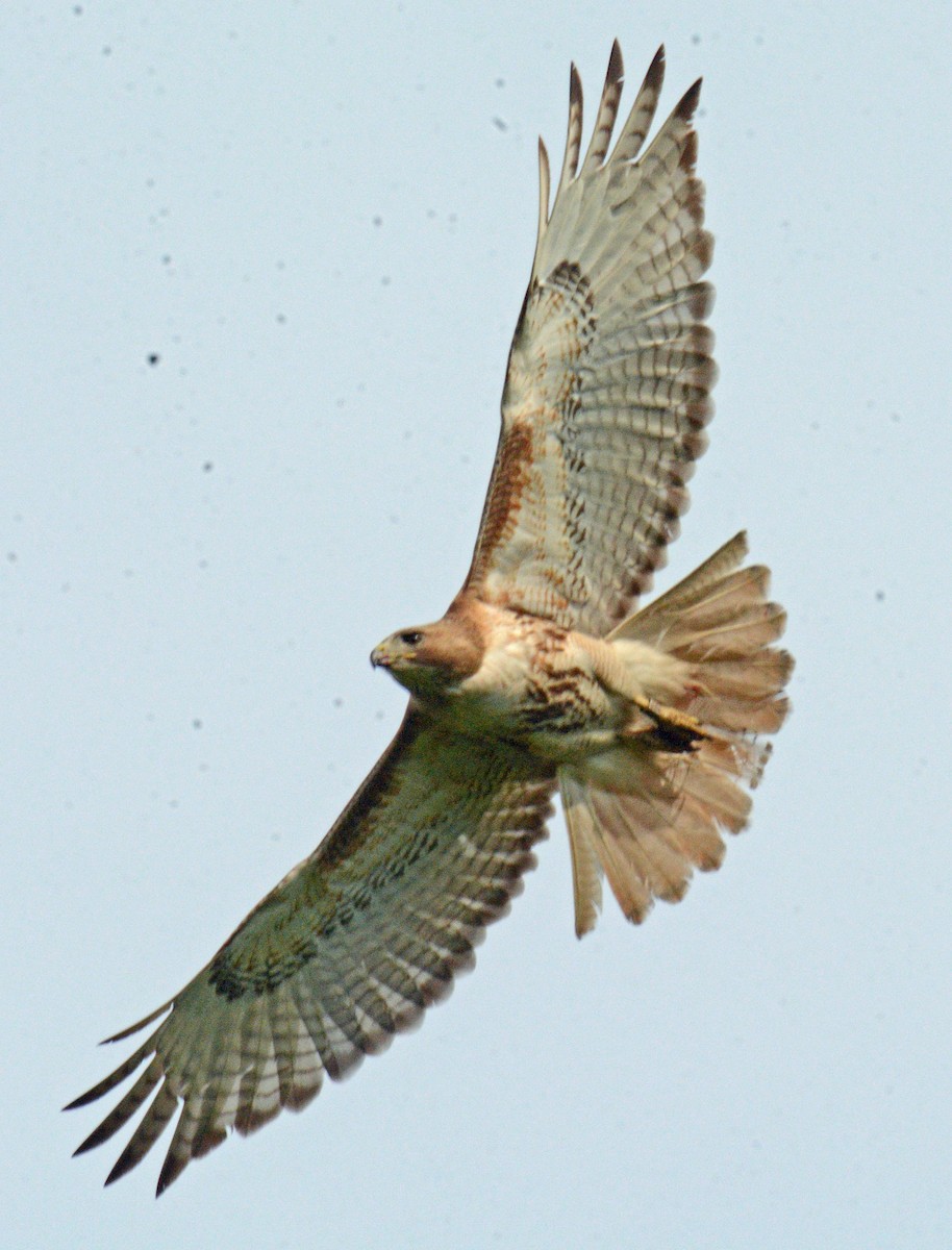 Red-tailed Hawk - ML620049169