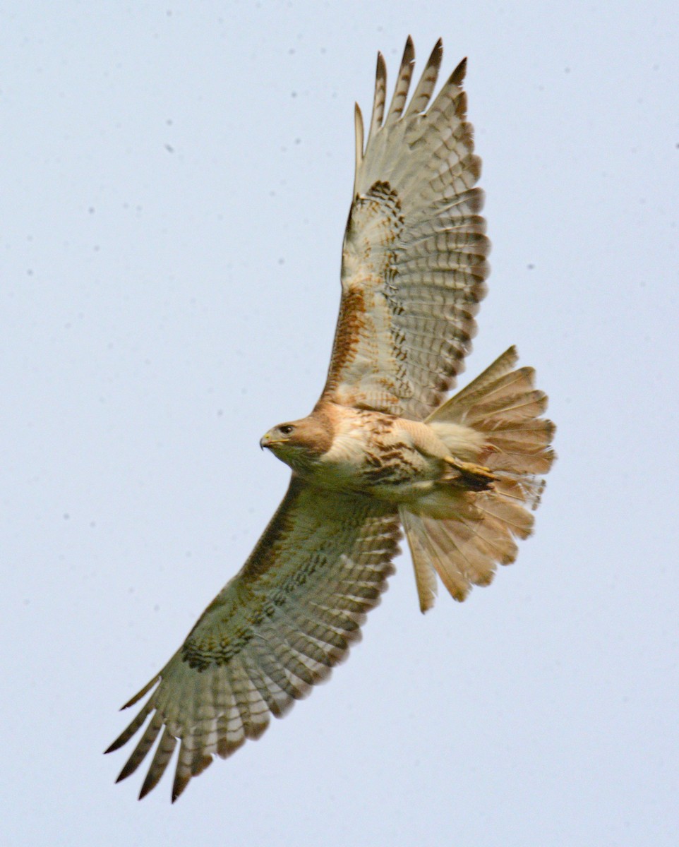 Red-tailed Hawk - ML620049170