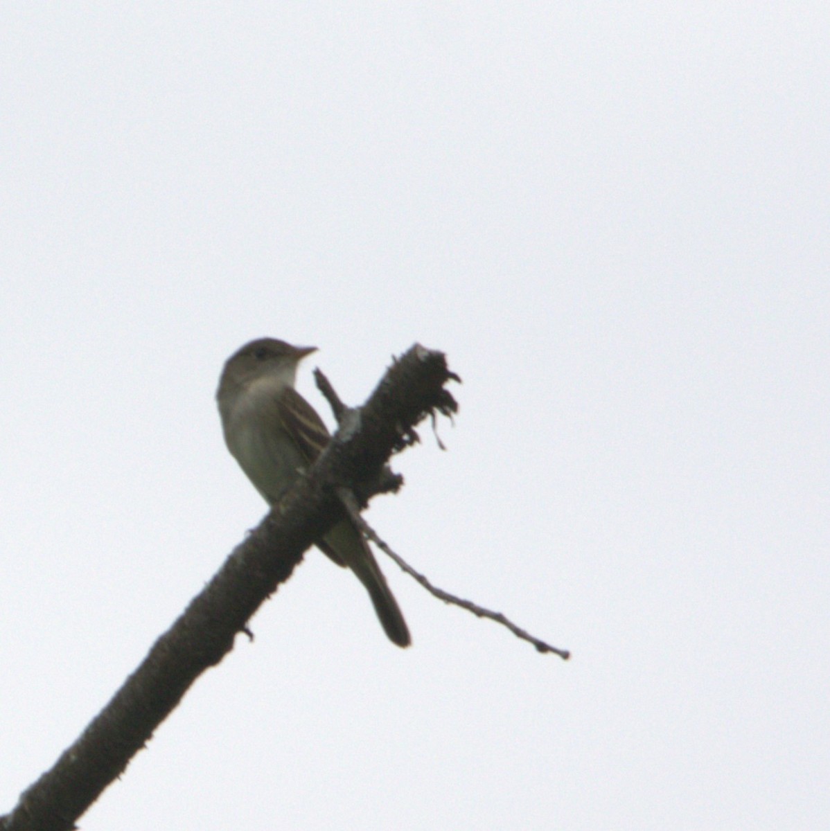 Alder Flycatcher - ML620049172