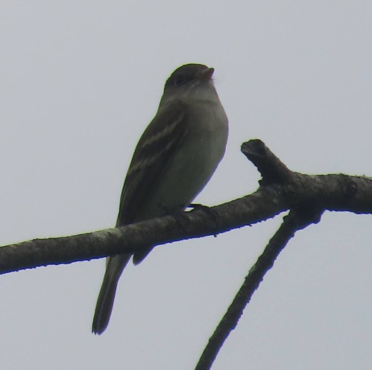 Alder Flycatcher - ML620049174