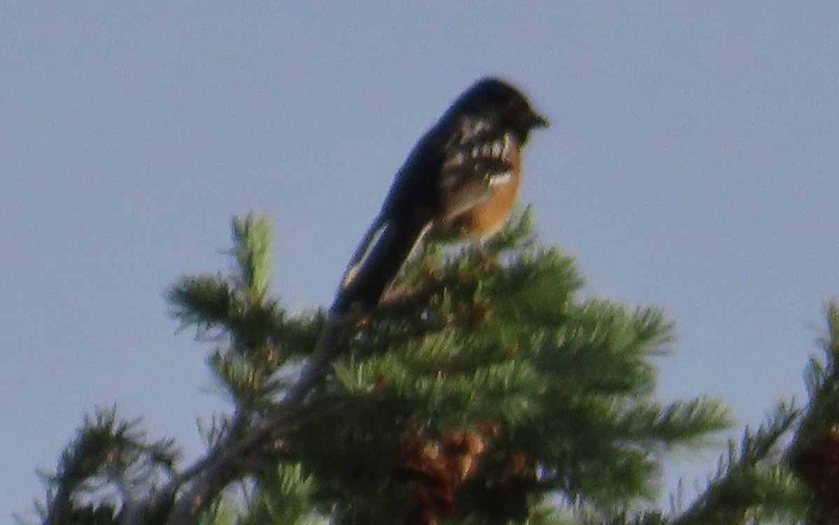 Spotted Towhee - ML620049175