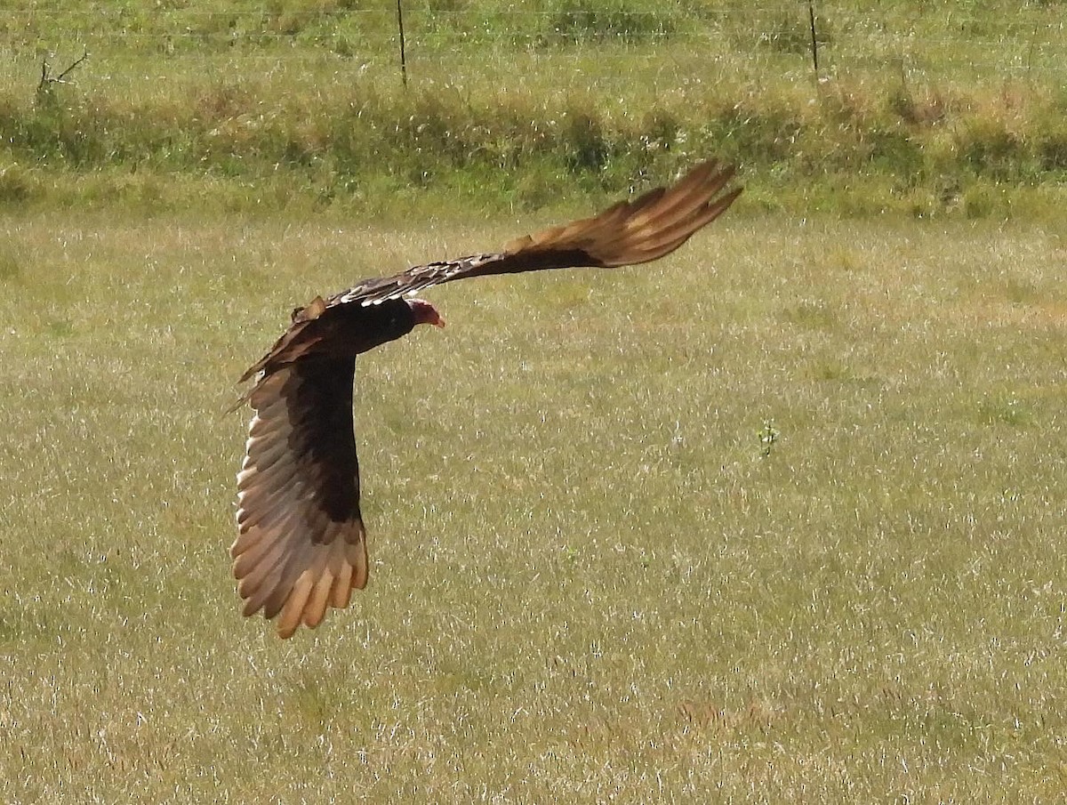 Turkey Vulture - ML620049189