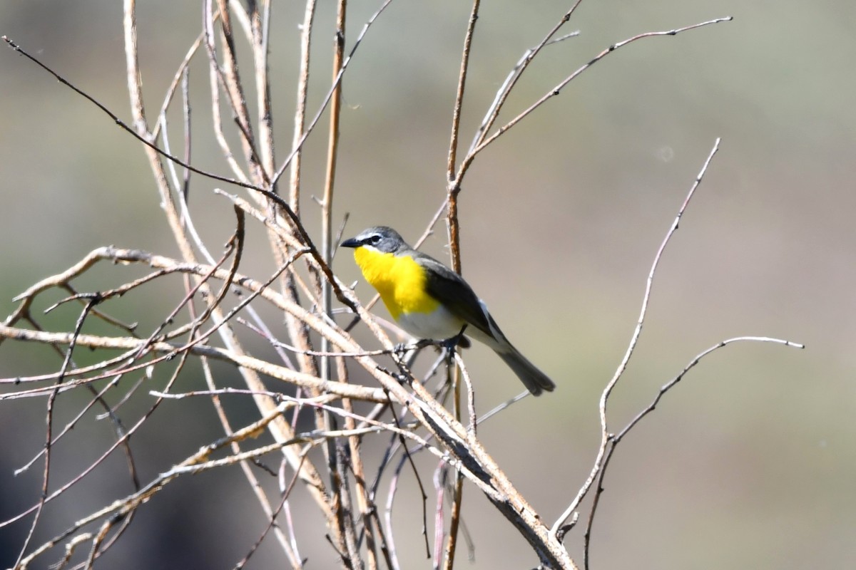 Yellow-breasted Chat - ML620049191