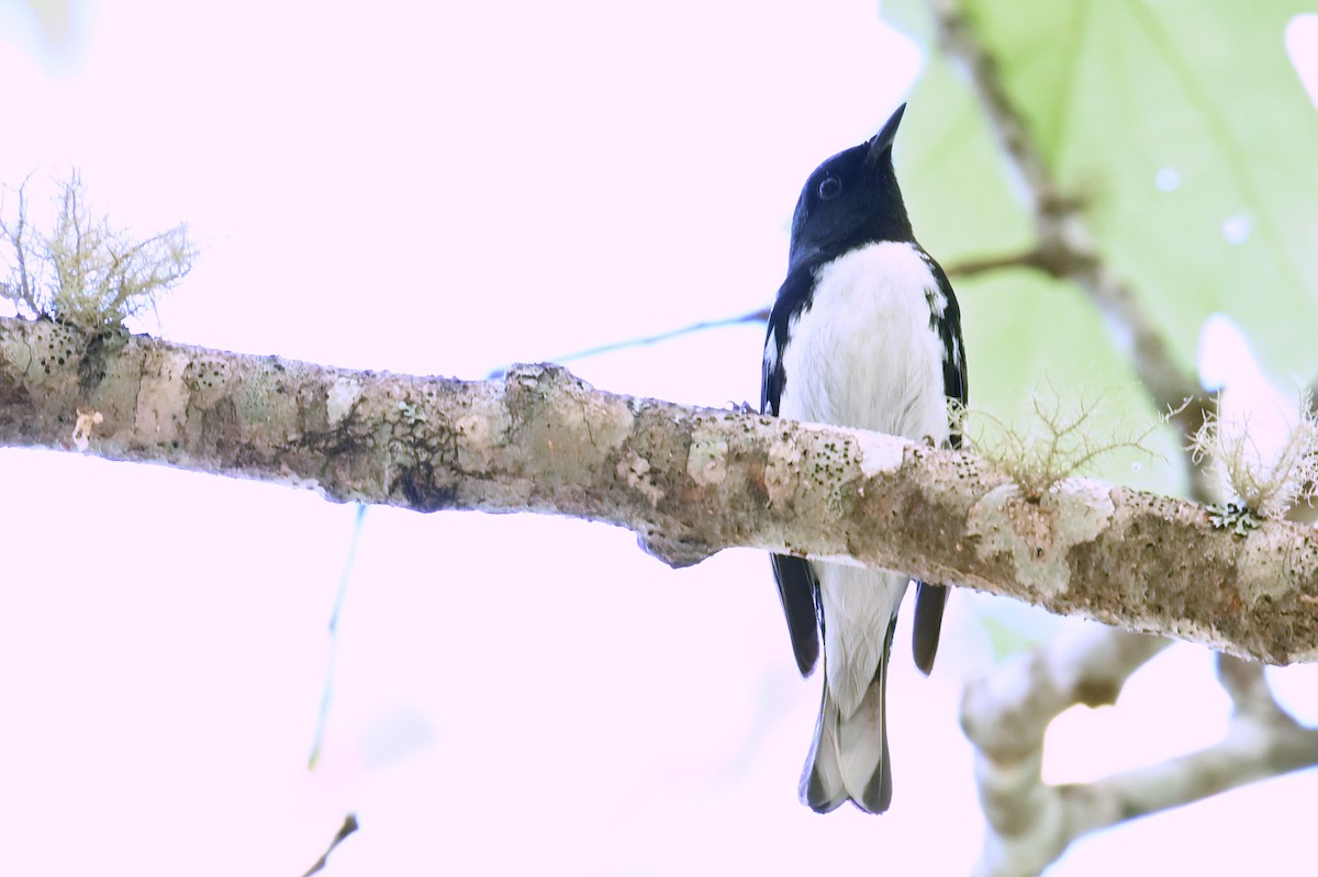 Black-throated Blue Warbler - ML620049208