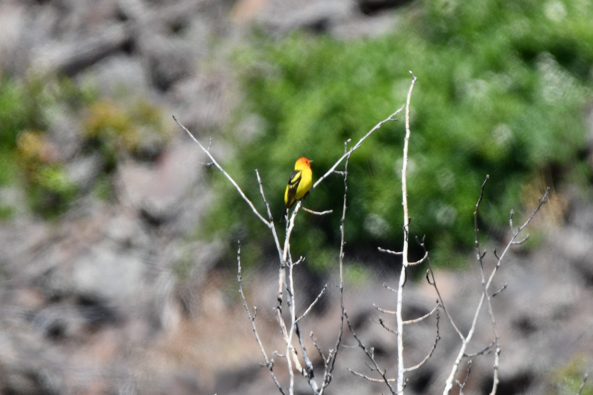 Western Tanager - ML620049209