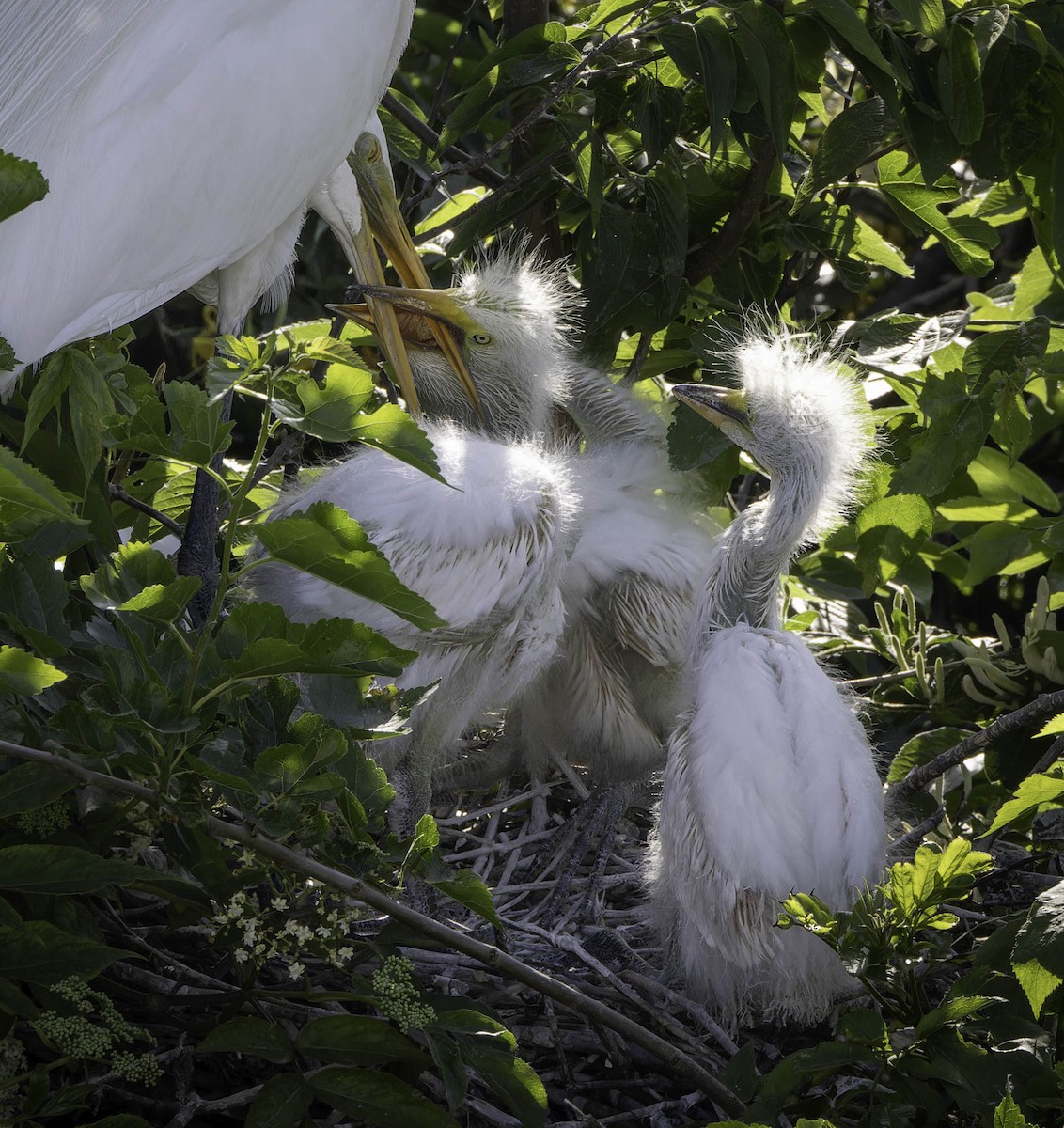 Great Egret - ML620049217