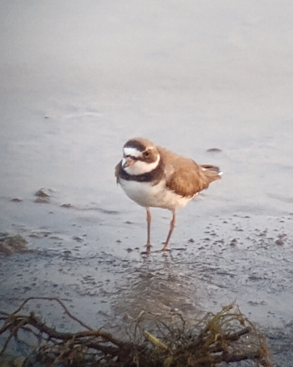Semipalmated Plover - ML620049218