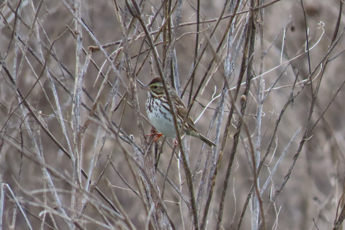 Savannah Sparrow - ML620049223