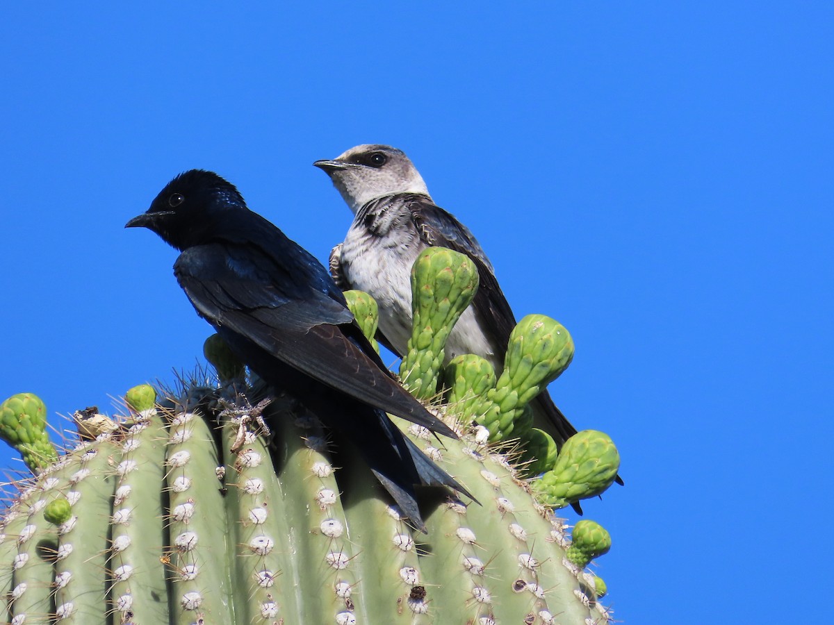 Purple Martin - ML620049225
