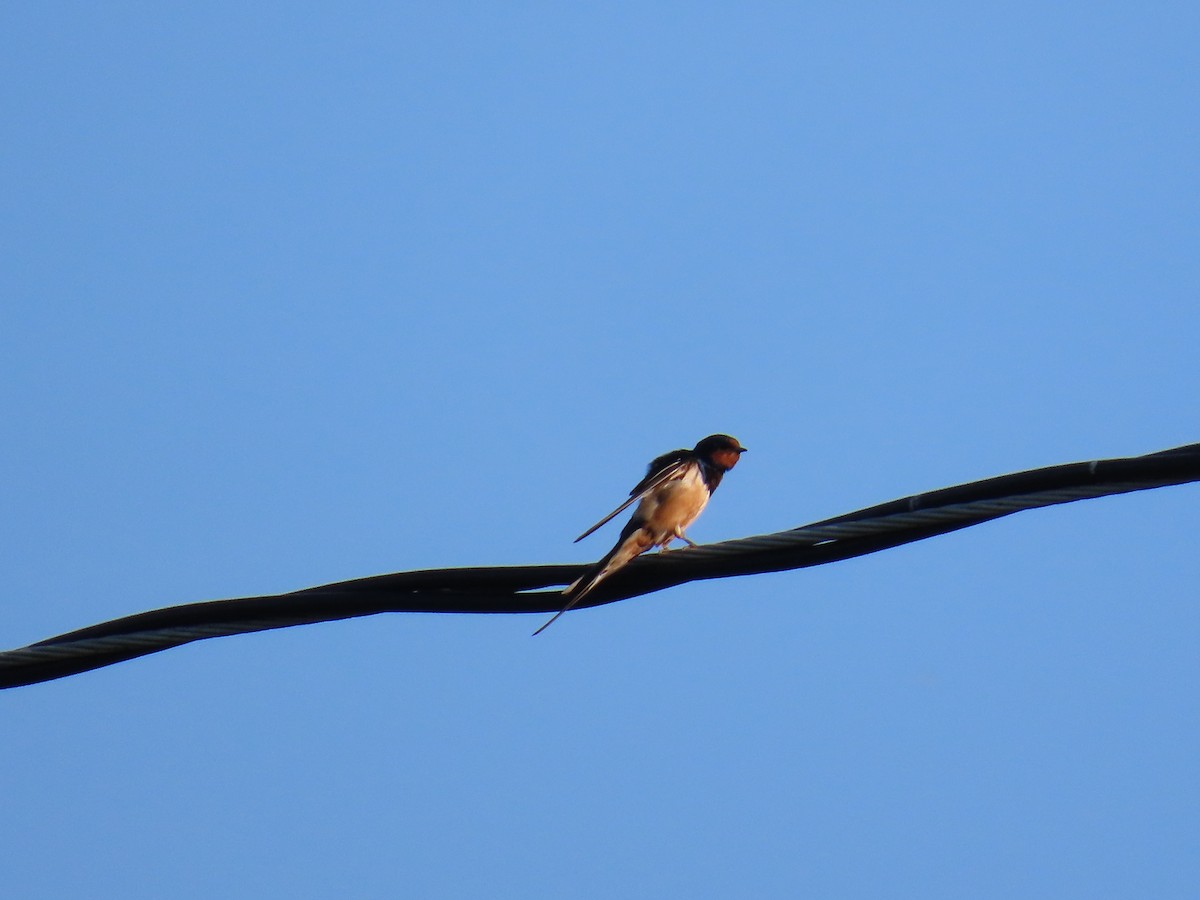 Barn Swallow - ML620049242