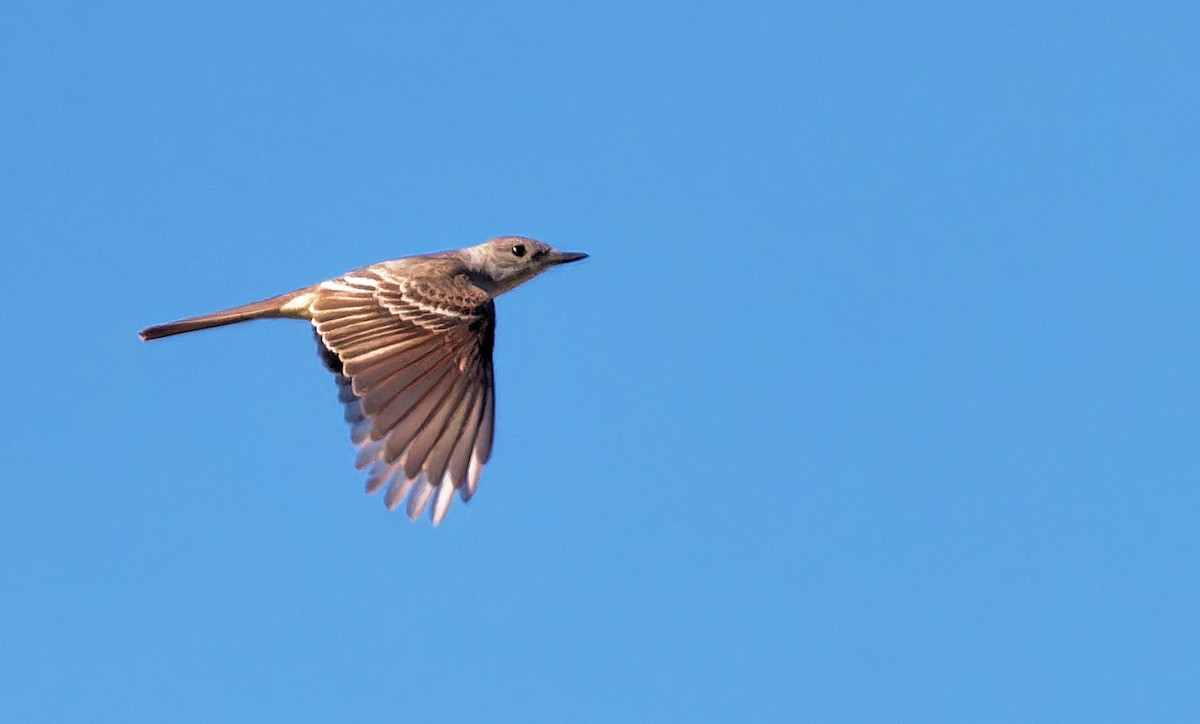 Ash-throated Flycatcher - ML620049243