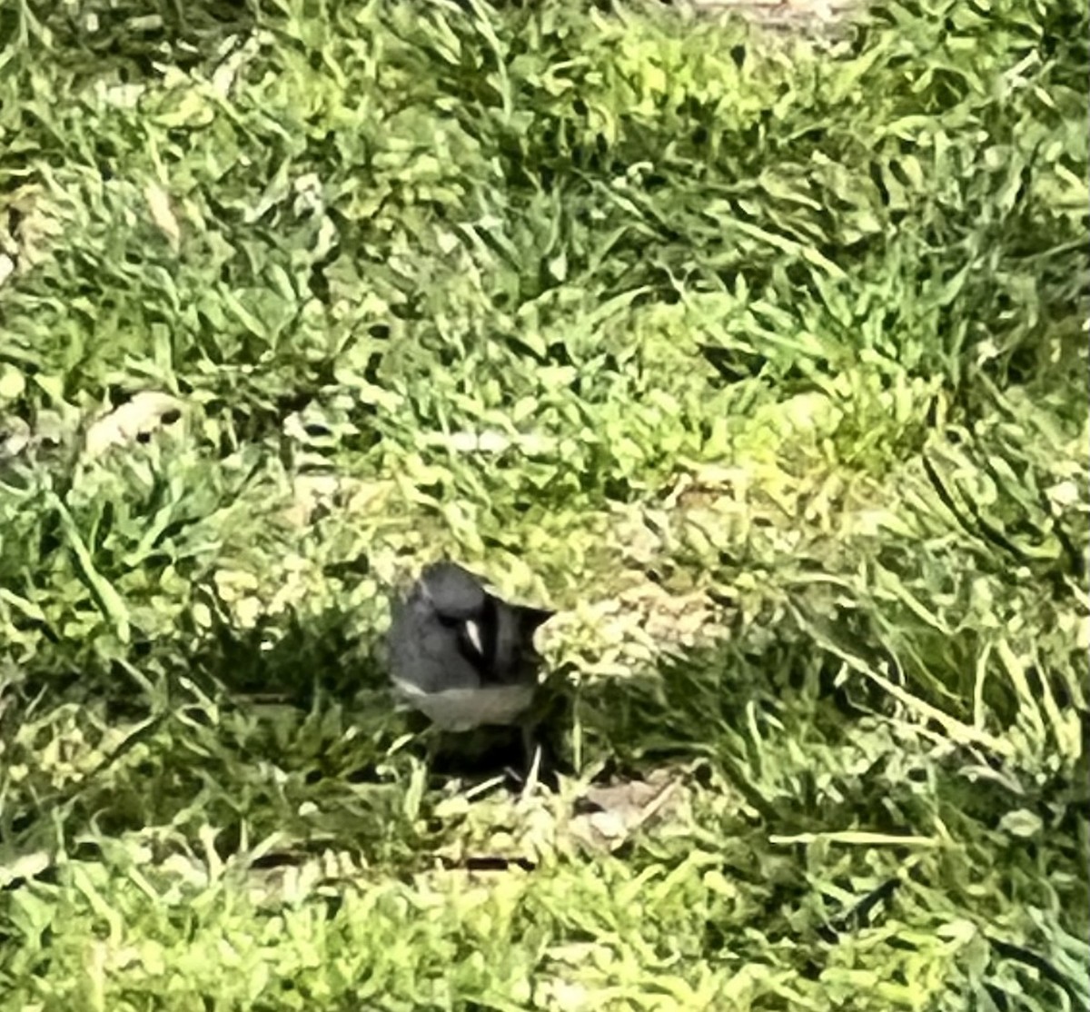 Dark-eyed Junco - ML620049244