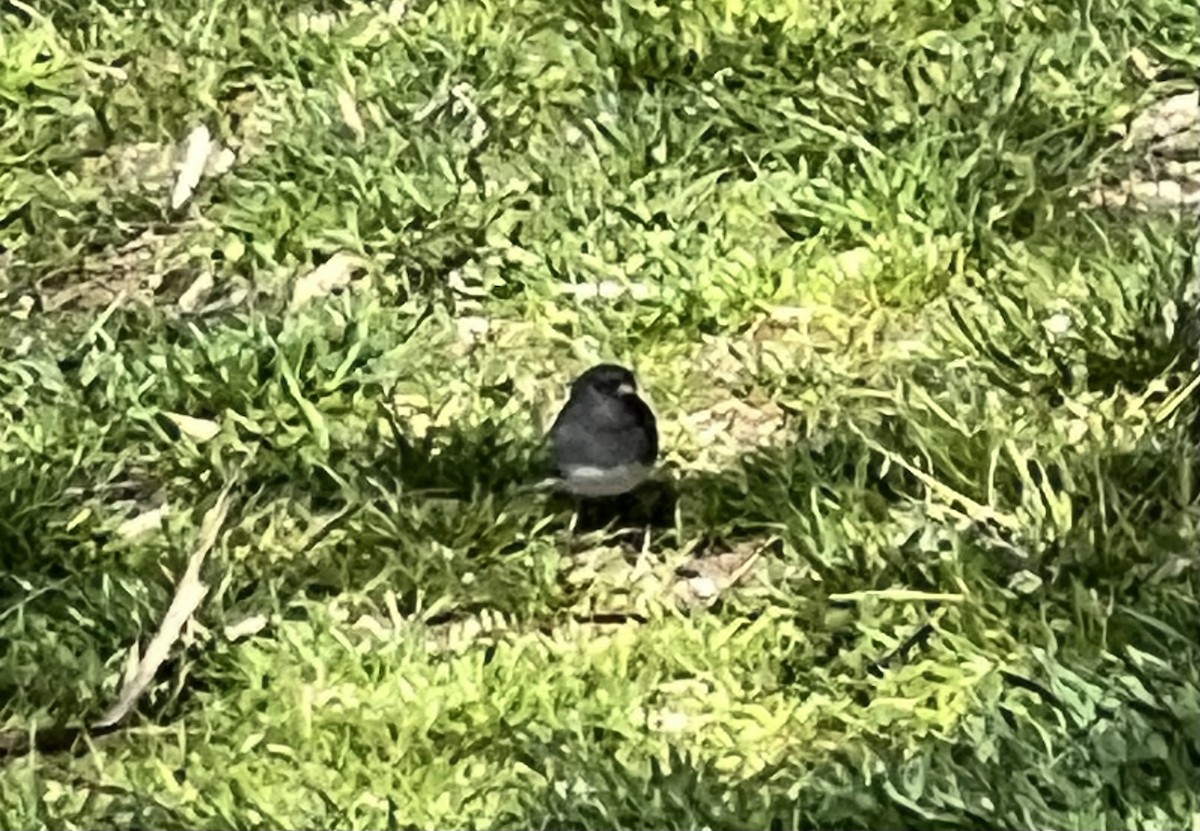 Dark-eyed Junco - ML620049245