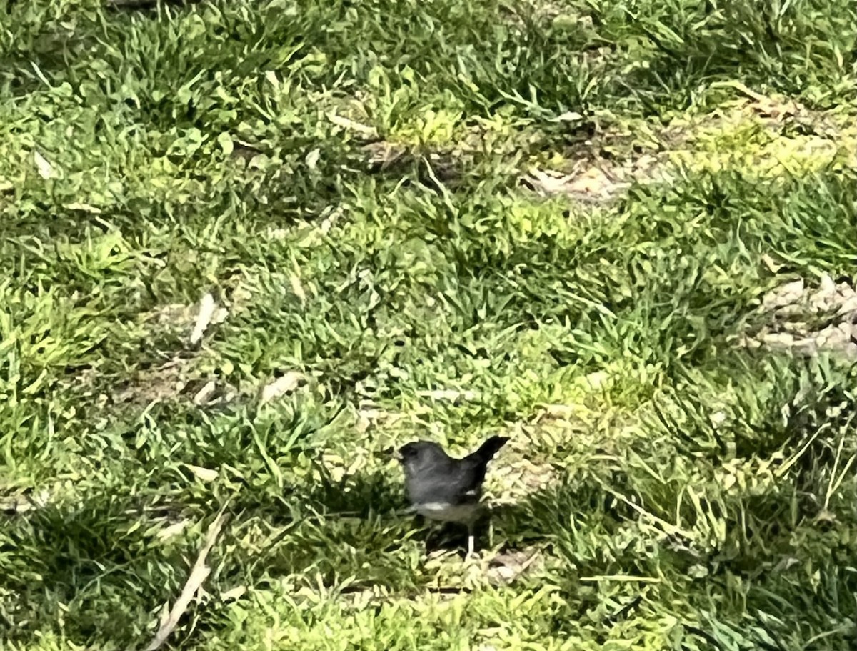 Dark-eyed Junco - ML620049246