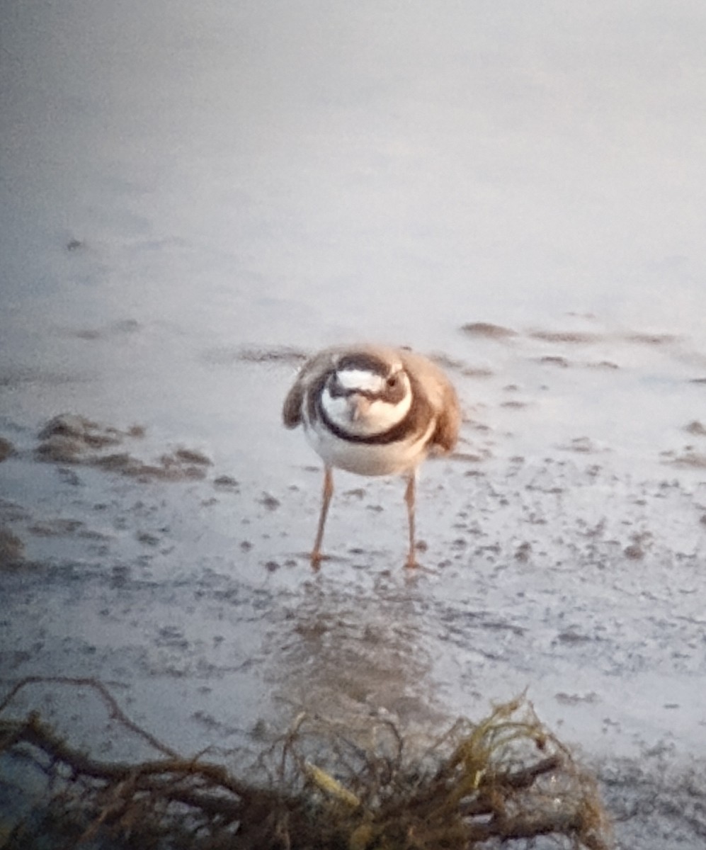 Semipalmated Plover - ML620049248