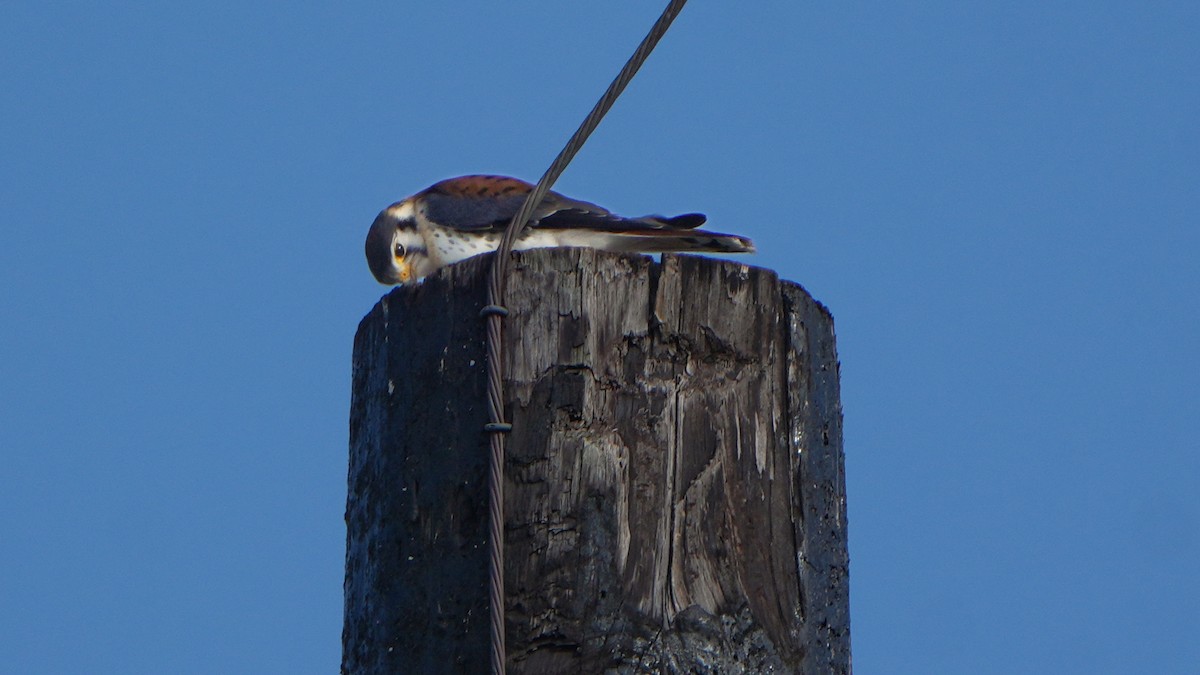 American Kestrel (Southeastern) - ML620049249