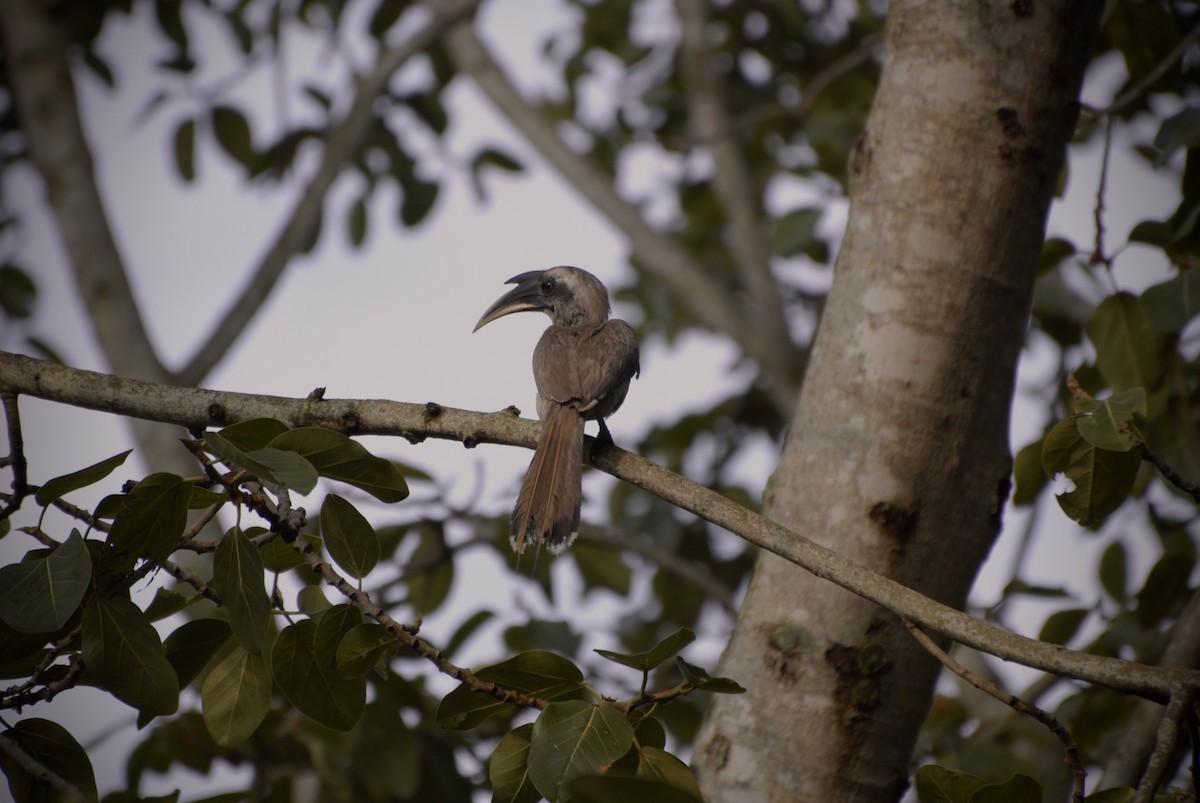 Indian Gray Hornbill - ML620049255