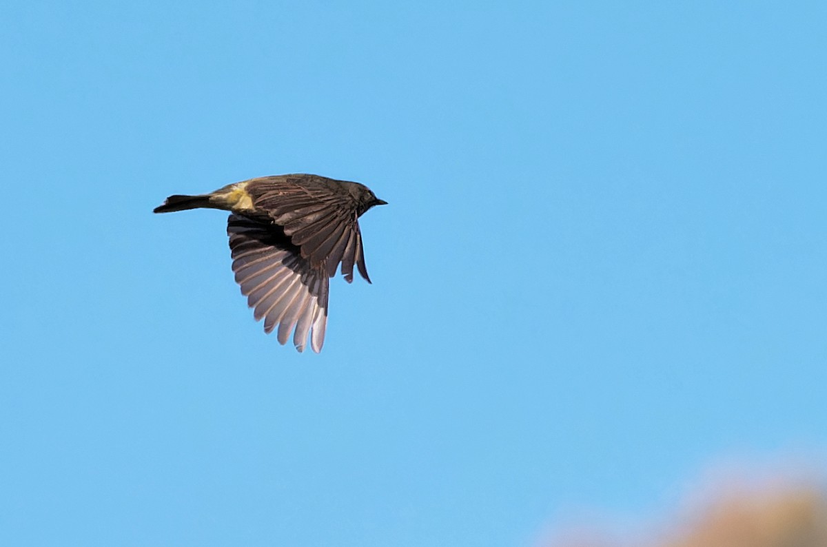 Orange-crowned Warbler - ML620049264