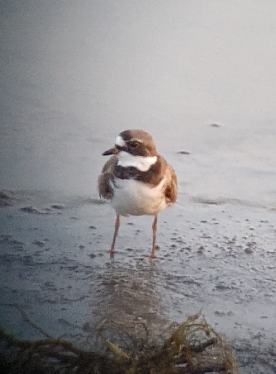 Semipalmated Plover - ML620049270