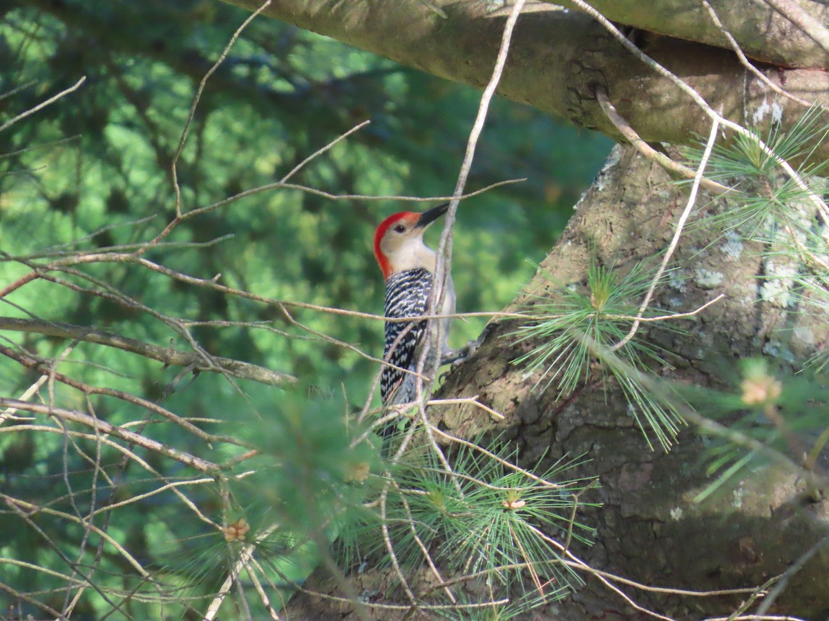 Red-bellied Woodpecker - ML620049272