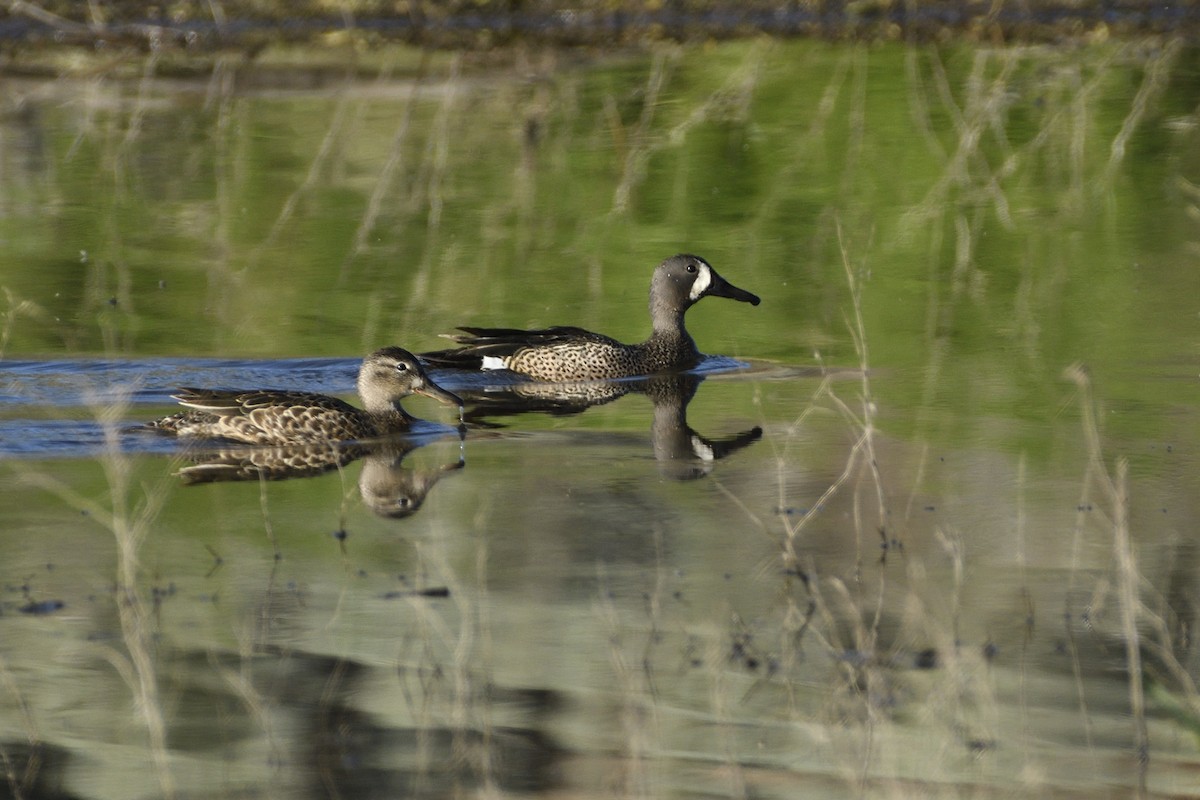 Blue-winged Teal - ML620049273