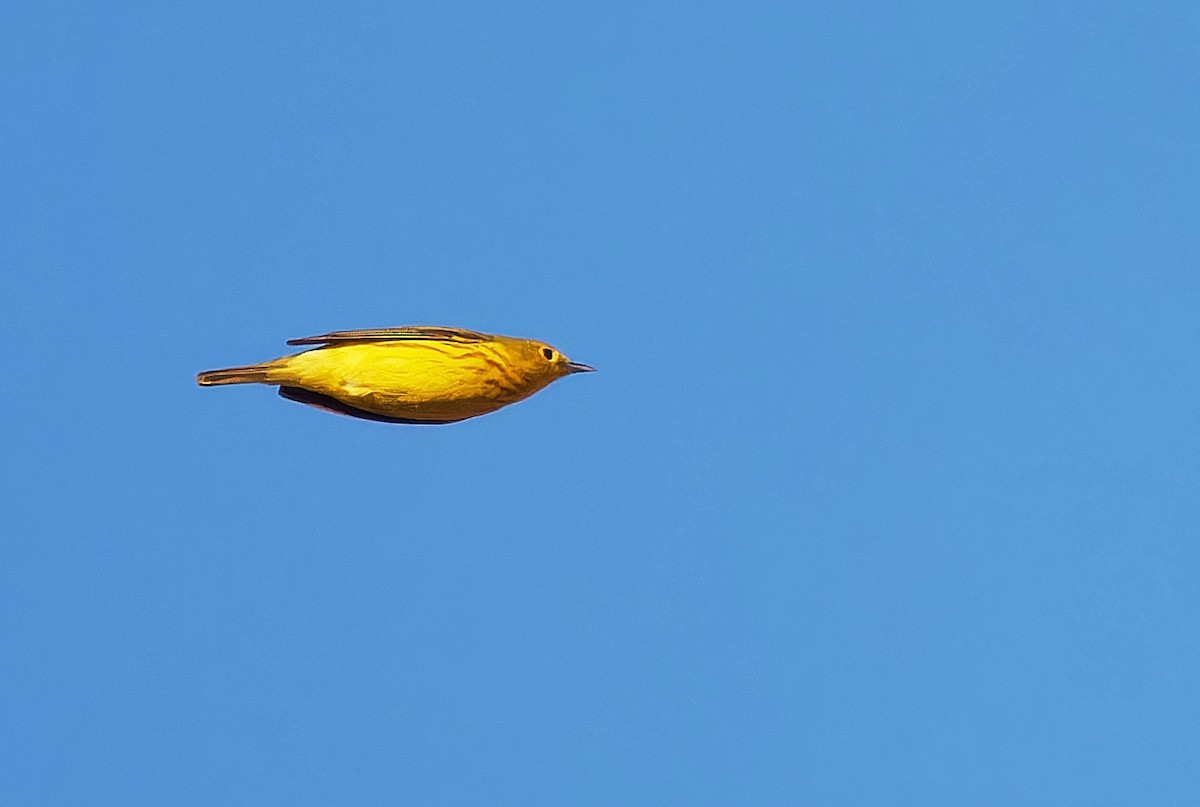 Yellow Warbler - ML620049277