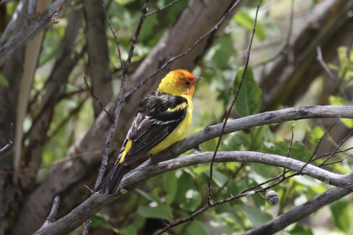 Western Tanager - ML620049278