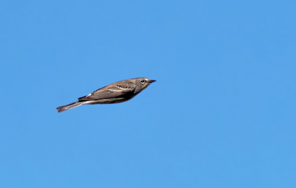 lesňáček žlutoskvrnný (ssp. auduboni) - ML620049280