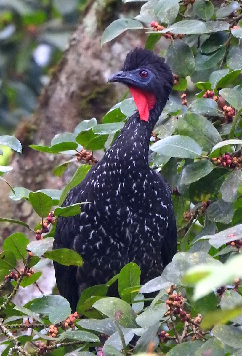 Crested Guan - ML620049291
