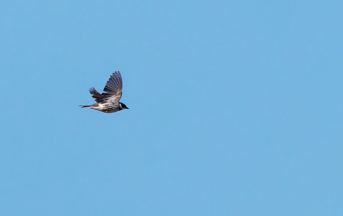 Black-throated Gray Warbler - ML620049293