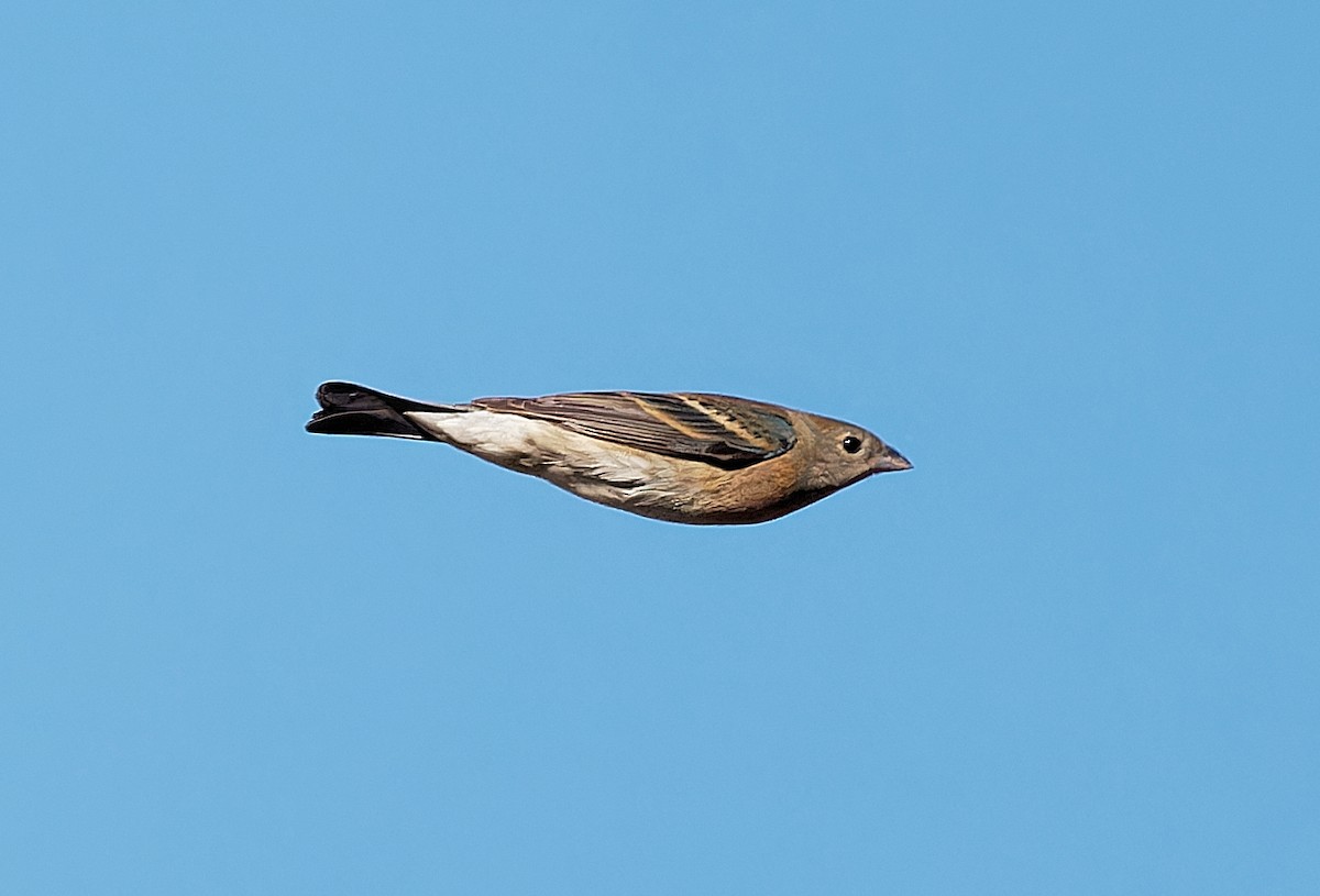 Lazuli Bunting - ML620049303